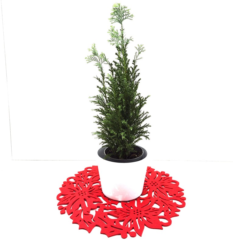 Prostírání vánoční růže